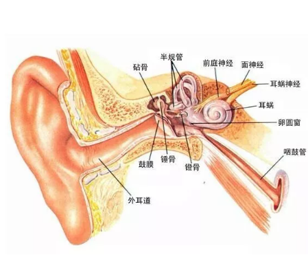 助听器≠眼镜：两者有很大区别(图2)